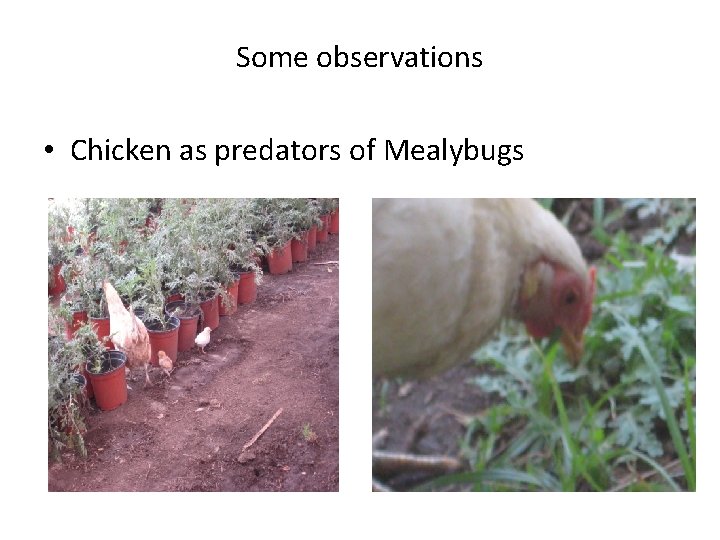 Some observations • Chicken as predators of Mealybugs 