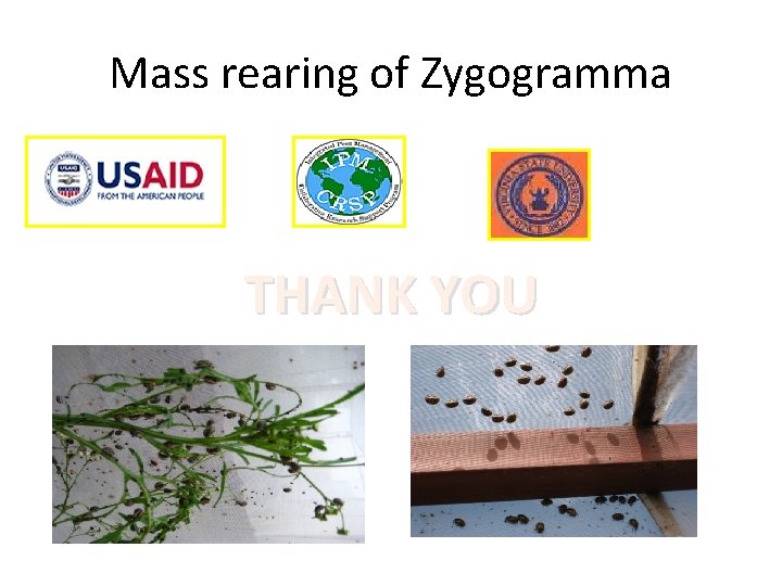 Mass rearing of Zygogramma THANK YOU 