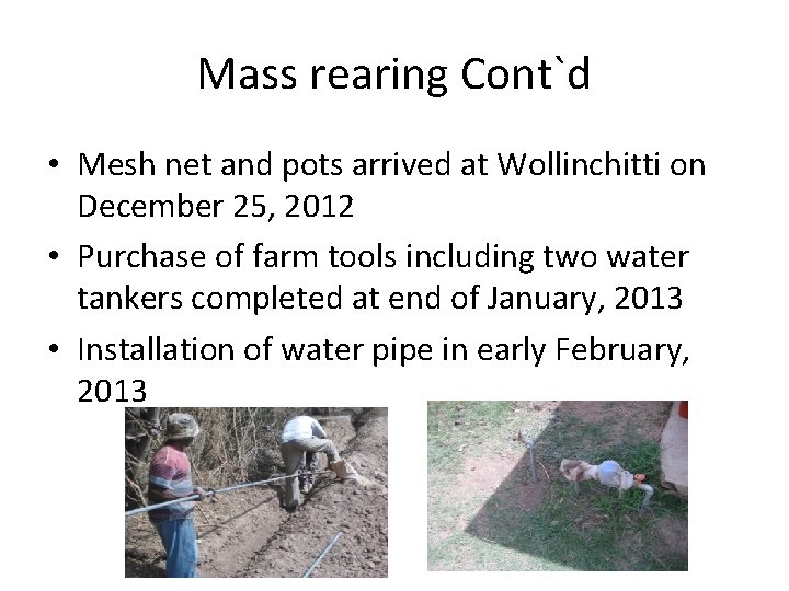 Mass rearing Cont`d • Mesh net and pots arrived at Wollinchitti on December 25,
