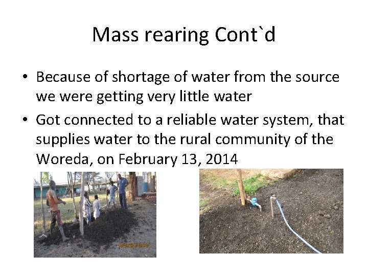 Mass rearing Cont`d • Because of shortage of water from the source we were
