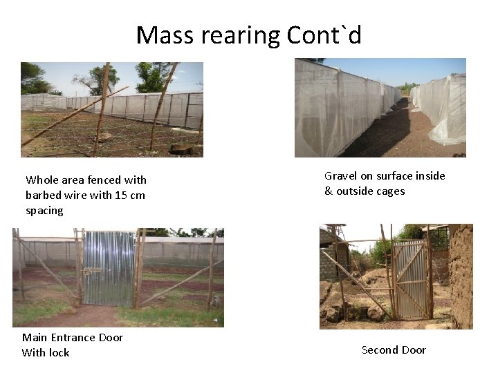 Mass rearing Cont`d Whole area fenced with barbed wire with 15 cm spacing Main
