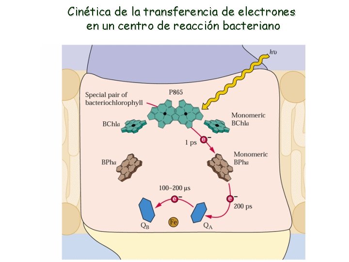 Cinética de la transferencia de electrones en un centro de reacción bacteriano 