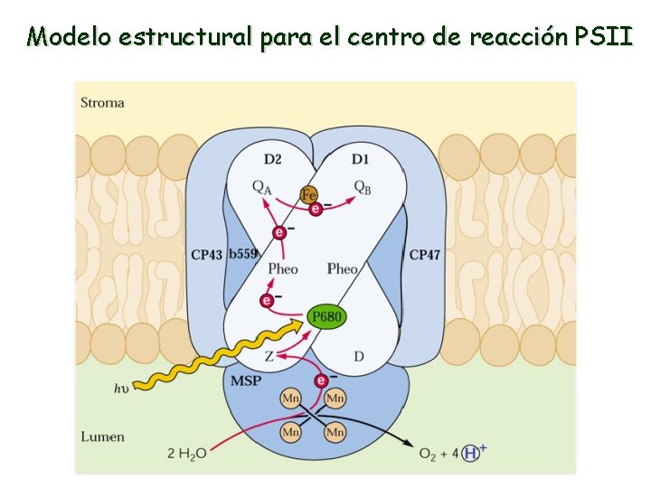 Modelo estructural para el centro de reacción PSII 