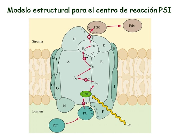 Modelo estructural para el centro de reacción PSI 