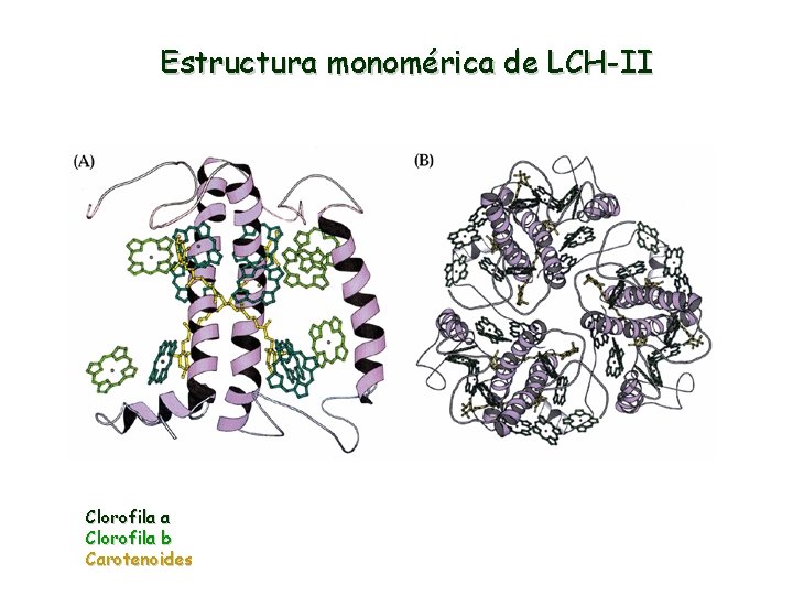 Estructura monomérica de LCH-II Clorofila a Clorofila b Carotenoides 