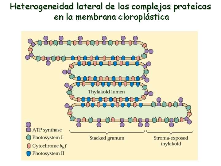 Heterogeneidad lateral de los complejos proteícos en la membrana cloroplástica 