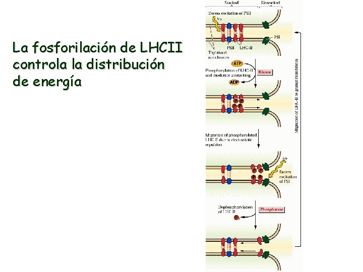 La fosforilación de LHCII controla la distribución de energía 