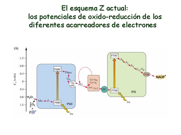 El esquema Z actual: los potenciales de oxido-reducción de los diferentes acarreadores de electrones