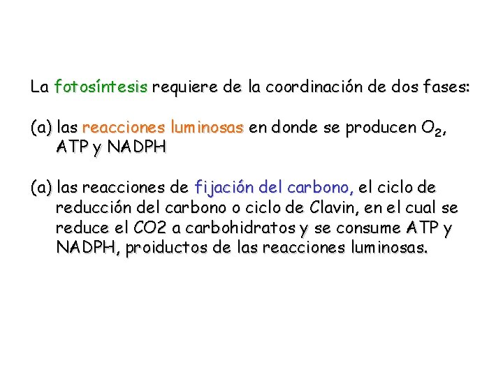 La fotosíntesis requiere de la coordinación de dos fases: (a) las reacciones luminosas en