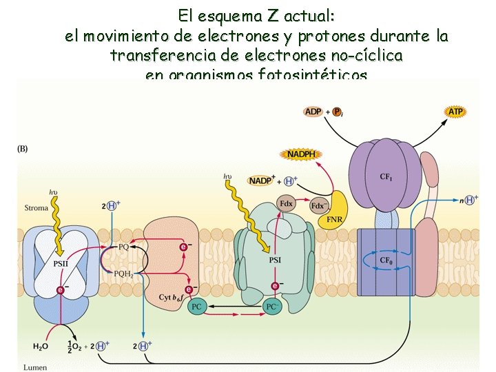 El esquema Z actual: el movimiento de electrones y protones durante la transferencia de