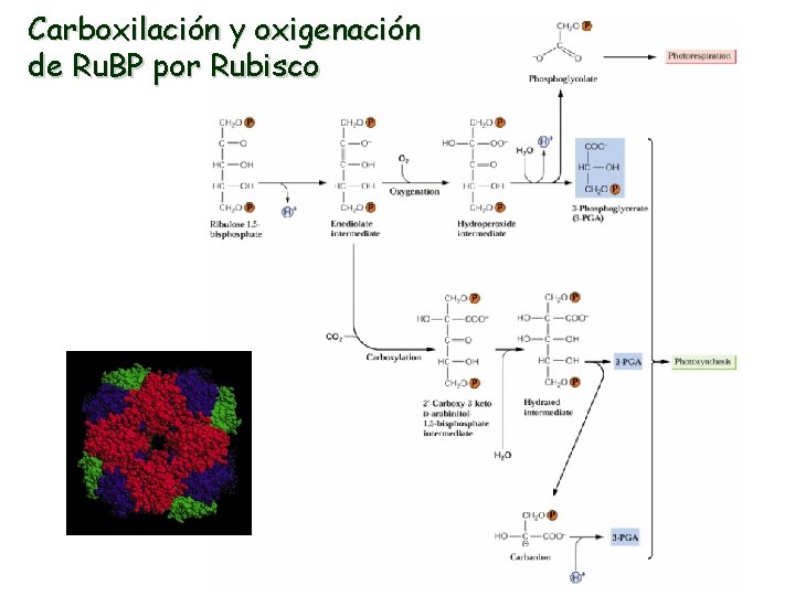 Carboxilación y oxigenación de Ru. BP por Rubisco 