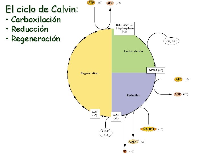 El ciclo de Calvin: • Carboxilación • Reducción • Regeneración 