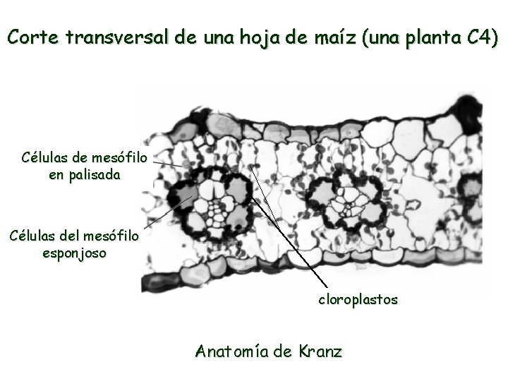 Corte transversal de una hoja de maíz (una planta C 4) Células de mesófilo