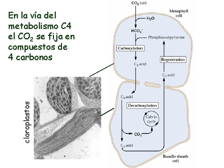 cloroplastos En la vía del metabolismo C 4 el CO 2 se fija en