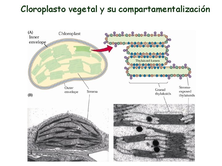 Cloroplasto vegetal y su compartamentalización 