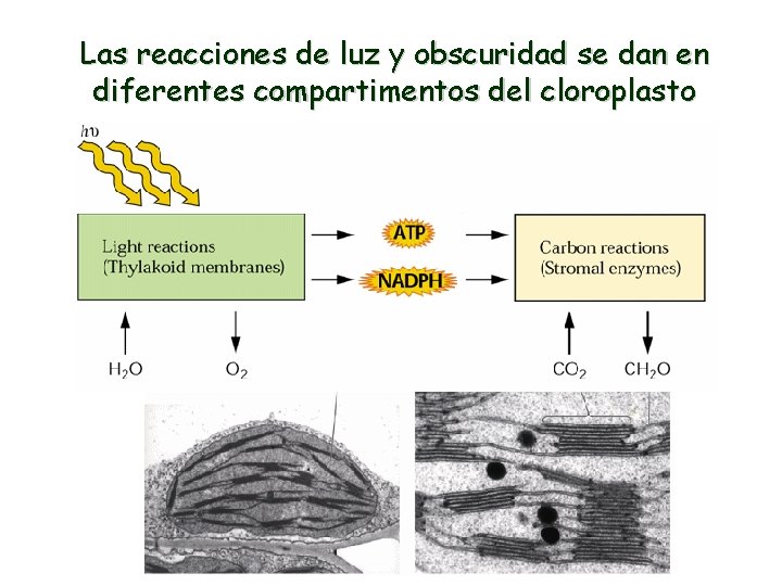 Las reacciones de luz y obscuridad se dan en diferentes compartimentos del cloroplasto 