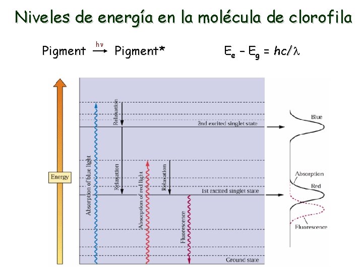 Niveles de energía en la molécula de clorofila Pigment hn Pigment* Ee – Eg