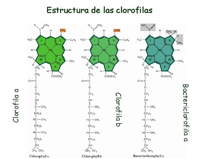 Bactericlorofila a Clorofila b Clorofila a Estructura de las clorofilas 