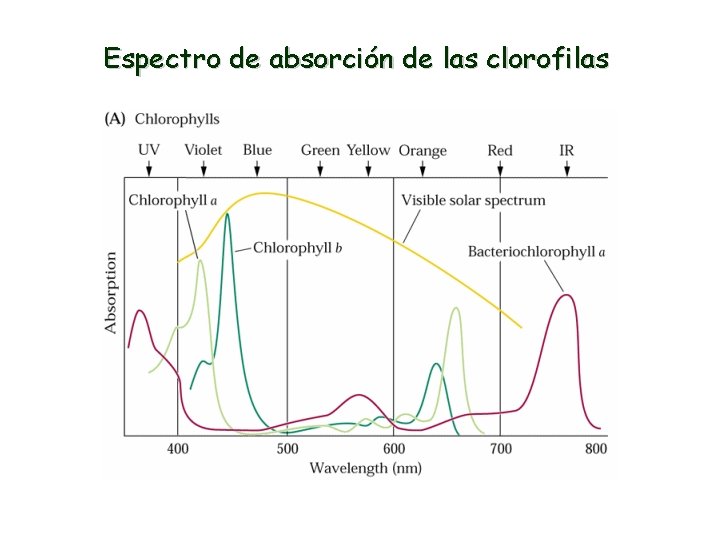 Espectro de absorción de las clorofilas 