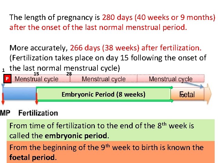 The length of pregnancy is 280 days (40 weeks or 9 months) after the