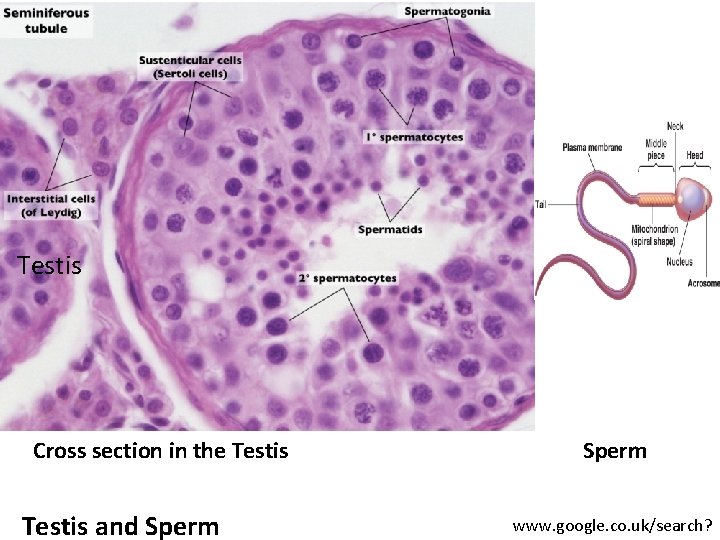 Testis Cross section in the Testis and Sperm www. google. co. uk/search? 