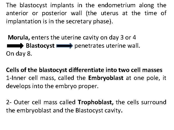 The blastocyst implants in the endometrium along the anterior or posterior wall (the uterus