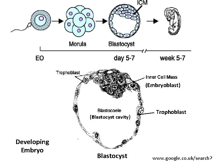(Embryoblast) (Blastocyst cavity) Developing Embryo Blastocyst Trophoblast www. google. co. uk/search? 