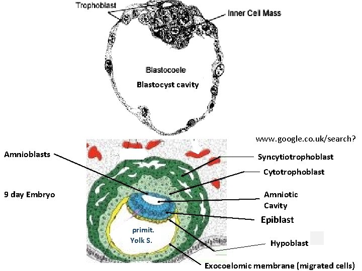 Blastocyst cavity www. google. co. uk/search? Amnioblasts Syncytiotrophoblast Cytotrophoblast 9 day Embryo Amniotic Cavity