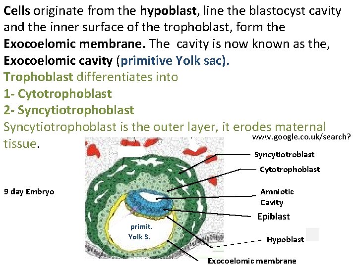 Cells originate from the hypoblast, line the blastocyst cavity and the inner surface of