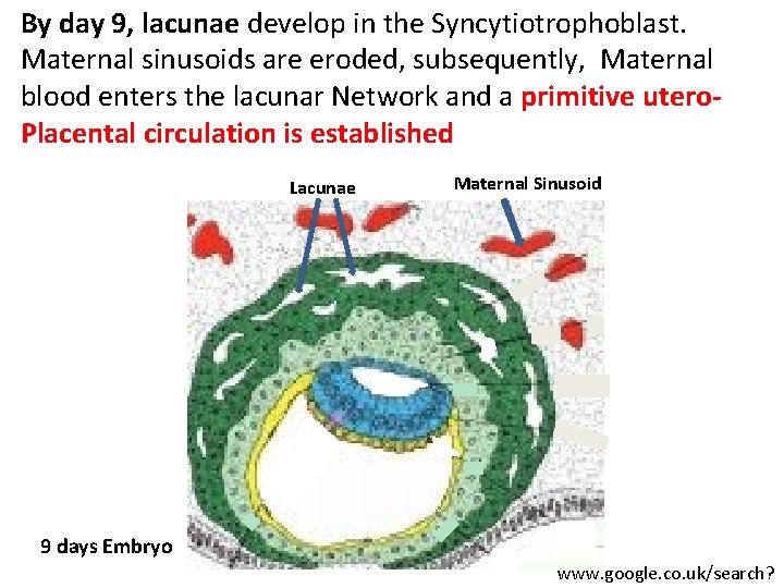 By day 9, lacunae develop in the Syncytiotrophoblast. Maternal sinusoids are eroded, subsequently, Maternal