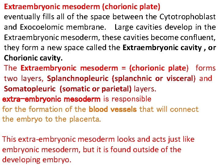 Extraembryonic mesoderm (chorionic plate) eventually fills all of the space between the Cytotrophoblast and