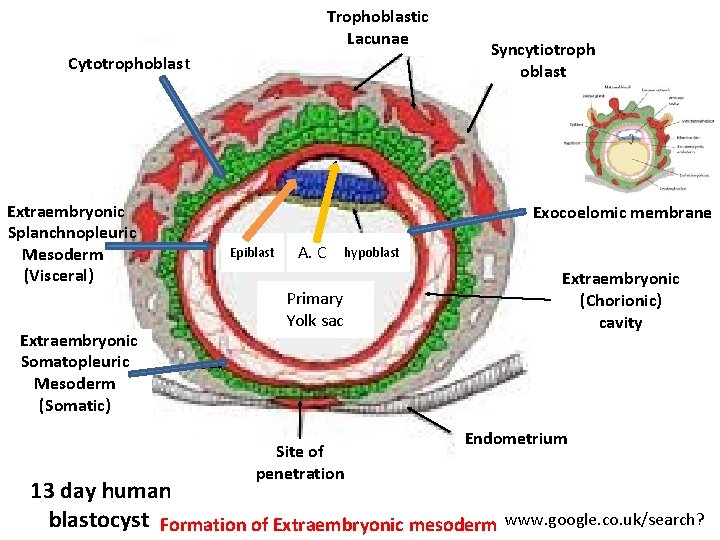 Trophoblastic Lacunae Cytotrophoblast Extraembryonic Splanchnopleuric Mesodermr (Visceral)m Extraembryonic Somatopleuric Mesoderm (Somatic) 13 day human