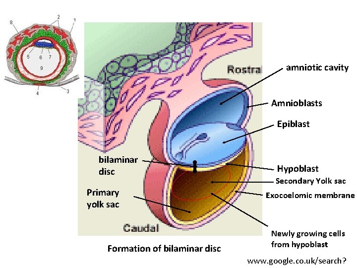 amniotic cavity Amnioblasts Epiblast bilaminar disc Primary yolk sac Formation of bilaminar disc Hypoblast