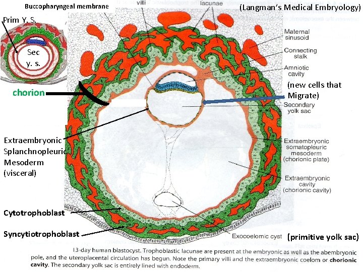 Buccopharyngeal membrane (Langman’s Medical Embryology) Prim Y. S. Sec y. s. chorion (new cells