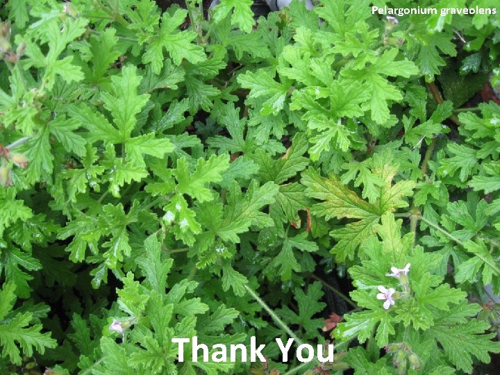 Pelargonium graveolens Thank You 