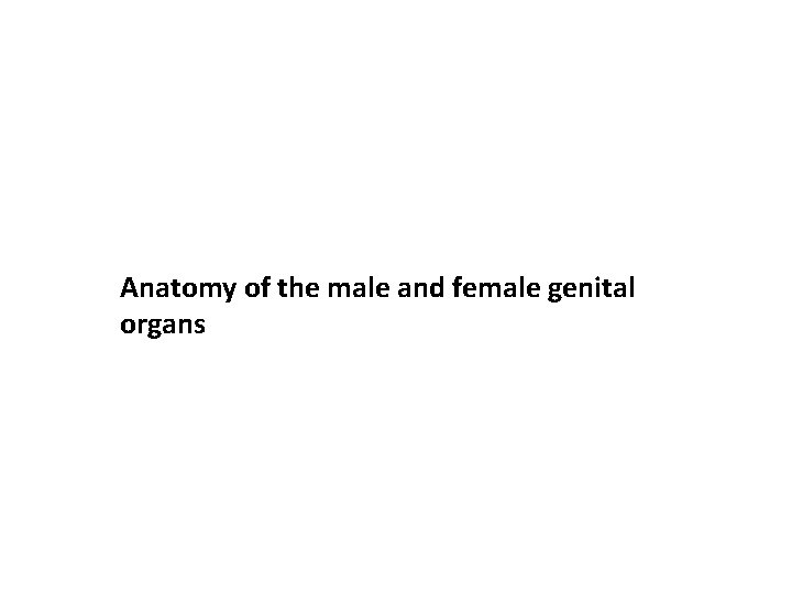 Anatomy of the male and female genital organs 
