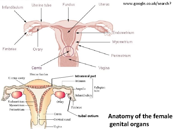 www. google. co. uk/search? Intramural part tubal ostium Anatomy of the female genital organs
