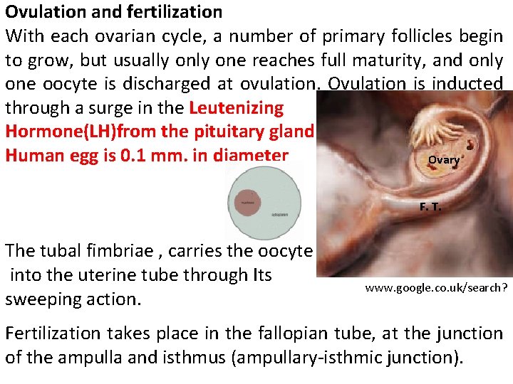 Ovulation and fertilization With each ovarian cycle, a number of primary follicles begin to
