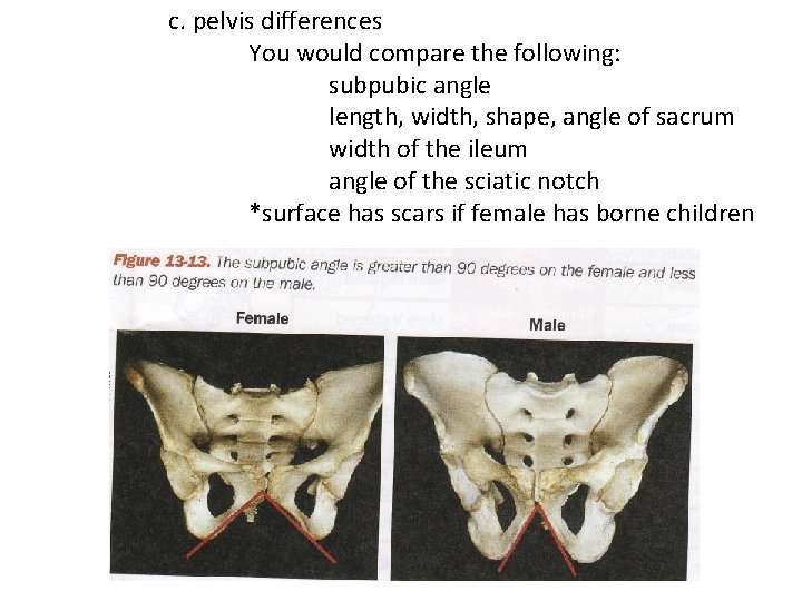 c. pelvis differences You would compare the following: subpubic angle length, width, shape, angle