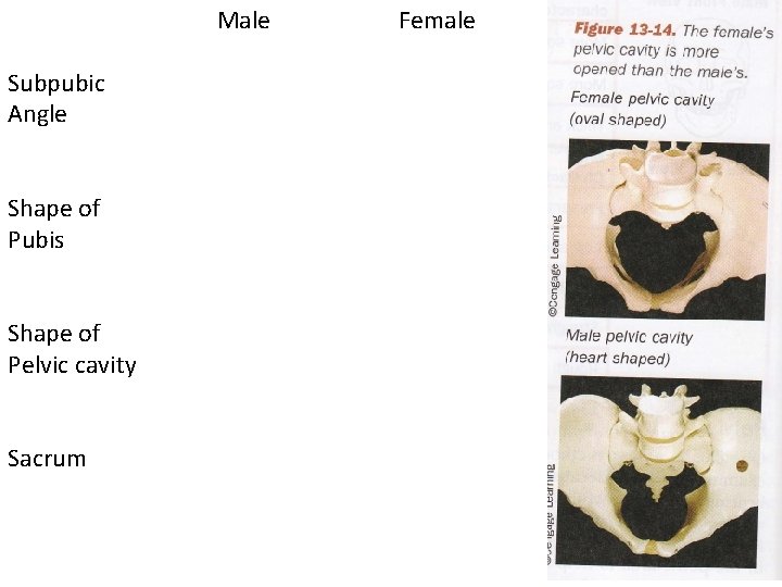 Male Subpubic Angle Shape of Pubis Shape of Pelvic cavity Sacrum Female 