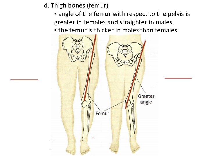 d. Thigh bones (femur) • angle of the femur with respect to the pelvis