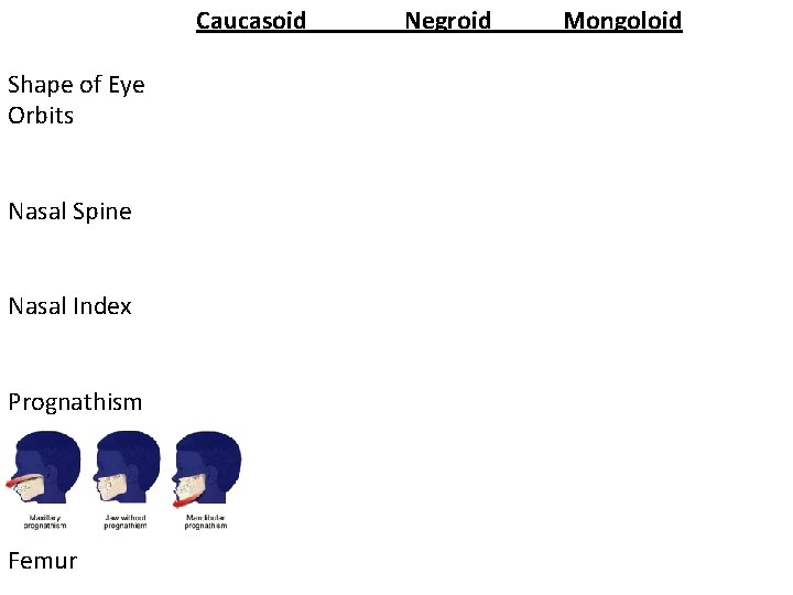 Caucasoid Shape of Eye Orbits Nasal Spine Nasal Index Prognathism Femur Negroid Mongoloid 