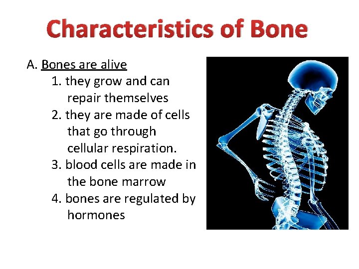 Characteristics of Bone A. Bones are alive 1. they grow and can repair themselves
