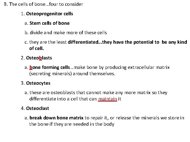 B. The cells of bone…four to consider 1. Osteoprogenitor cells a. Stem cells of