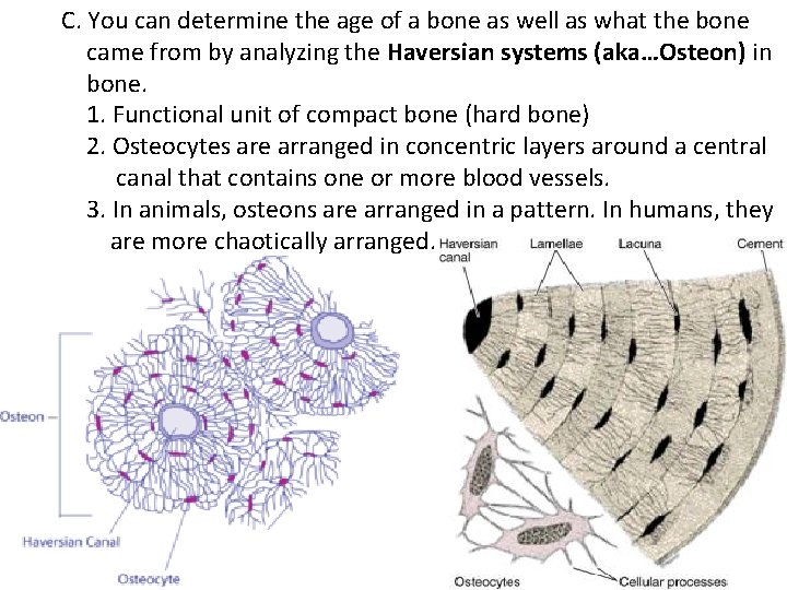 C. You can determine the age of a bone as well as what the