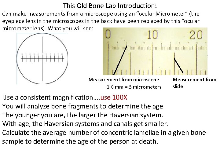 This Old Bone Lab Introduction: Can make measurements from a microscope using an “ocular