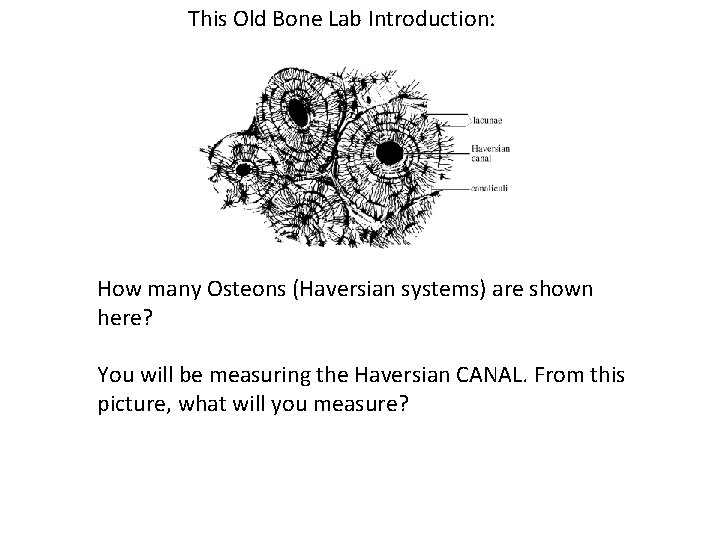 This Old Bone Lab Introduction: How many Osteons (Haversian systems) are shown here? You
