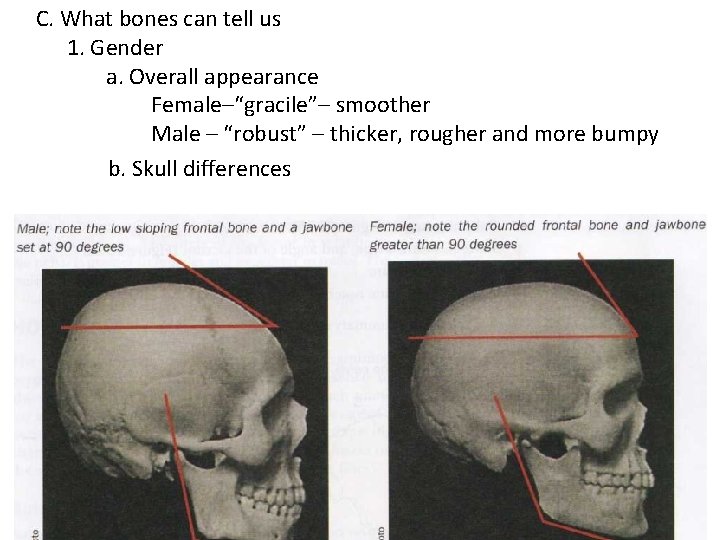 C. What bones can tell us 1. Gender a. Overall appearance Female–“gracile”– smoother Male