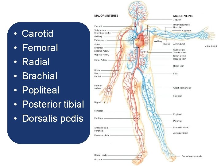 • • Carotid Femoral Radial Brachial Popliteal Posterior tibial Dorsalis pedis • • Carotid Femoral Radial Brachial Popliteal Posterior tibial Dorsalis pedis