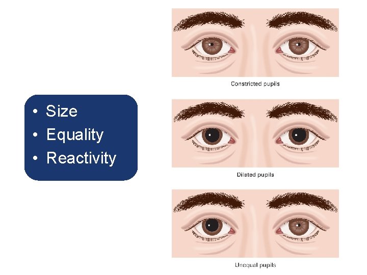 • Size • Equality • Reactivity • Size • Equality • Reactivity